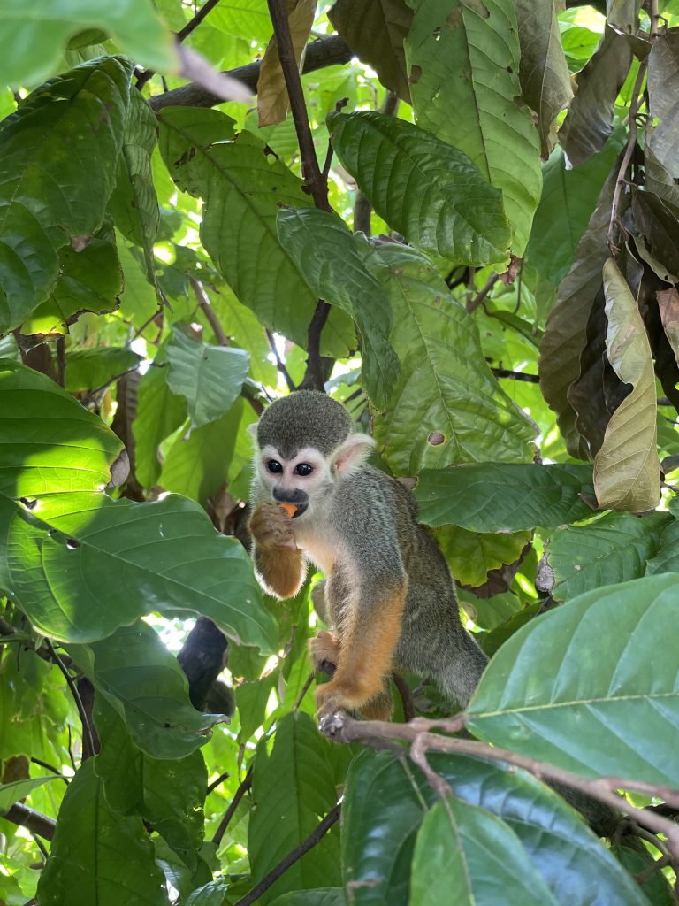 Small squirrel monkey eating a fruit among dense green leaves