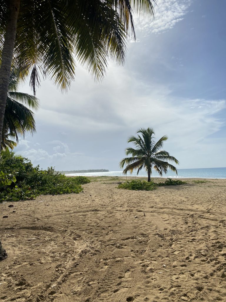 Quiet palm-fringed beach in Uvero Alto, Punta Cana